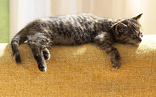 silver tabby cat lying on sofa HD wallpaper